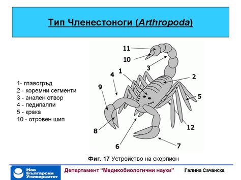 4.15 Животинско царство: Безгръбначни животни. Част II