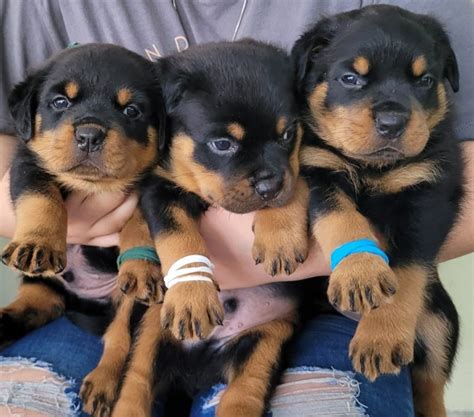 Rottweiler Puppies For Sale