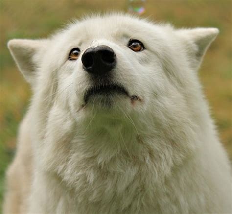 funny wolves | Tumblr
