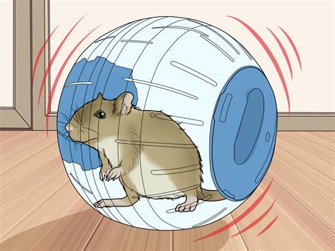 3 Ways to Care for a Mongolian Gerbil - wikiHow