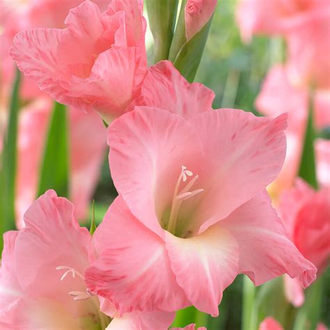 Gladiolus - Large Flowering Rose Supreme – Plantcetera