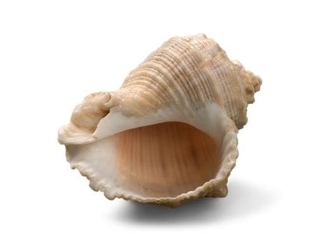 The Conch Shell in Lord of the Flies has special meaning - List Land