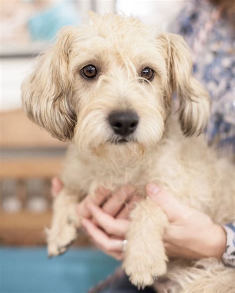 pet daycare   hiring pets animals