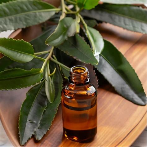 tea tree essential oil  cosmetic  pure  rs kg  mumbai
