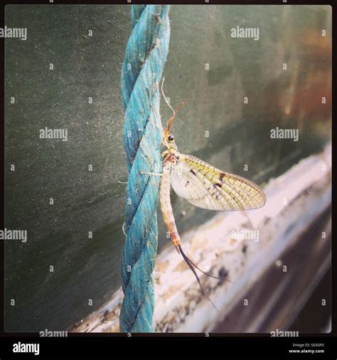 Mayfly Stock Photo - Alamy