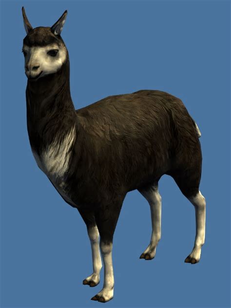 Lost Black Llama - Guild Wars 2 Wiki (GW2W)