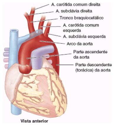 Vaso Da Base Do Coração - Coração | Vasos da base – Anatomia papel e caneta