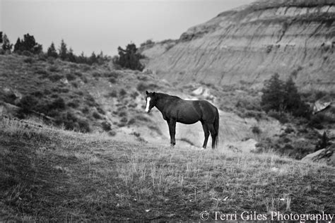 wild horse in montana. | Wild horses, Horses, Critter