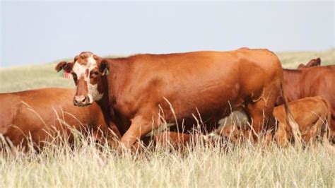 Cattle Usa