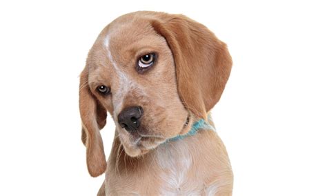 Pet Photo Shoot – Every Occasion Photography