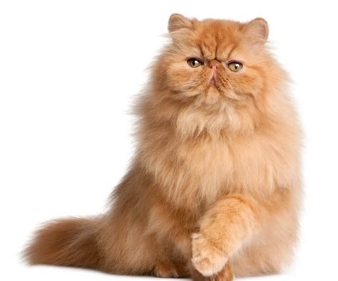 7 types of persian cat