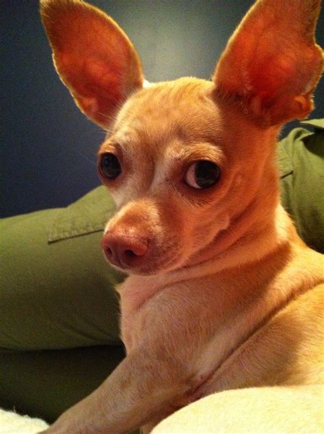 Peanut - Contest Entry #27962 - Modern Dog Magazine