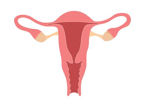Vagina anatomy, function, and what's normal