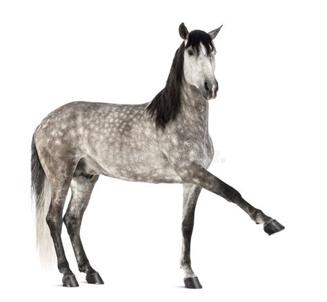 Andalusian, 7 лет старых, также известный как чисто испанская лошадь ...