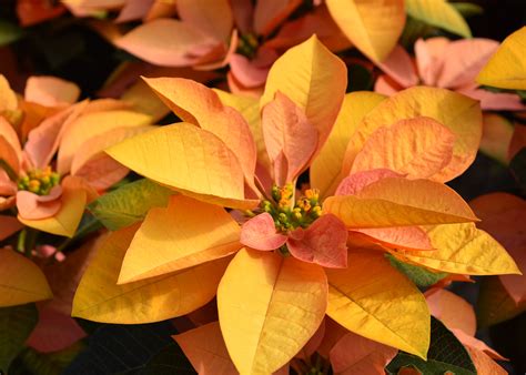 Abundant poinsettia colors bring beauty to holidays | Mississippi State ...