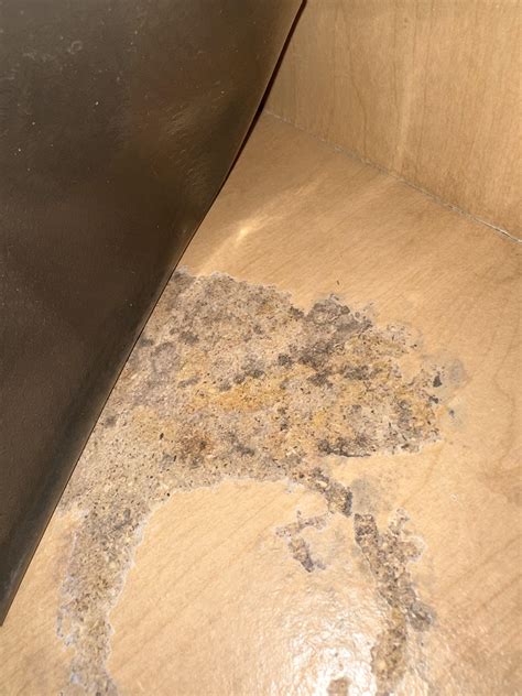 Are these black spots mold? : r/Mold