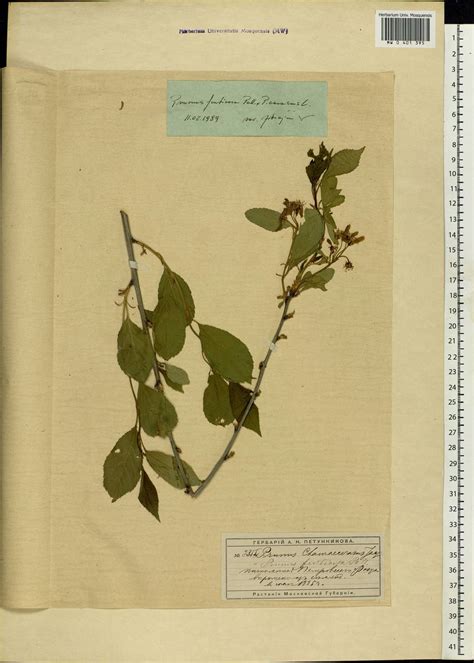 MW0401395, Cerasus fruticosa (Вишня кустарниковая), specimen