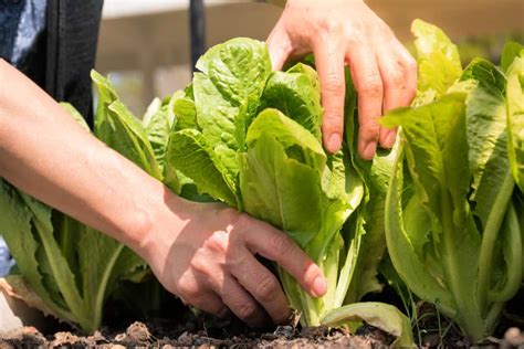 How and When to Harvest Lettuce - Backyard Boss