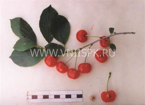 Вишня, Сорт Заря Татарии - ФГБНУ ВНИИСПК