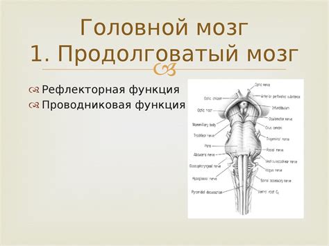 Анатомия и физиология нервной системы - презентация онлайн
