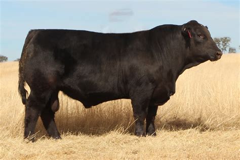 Sim-Angus | Elite Cattle Co