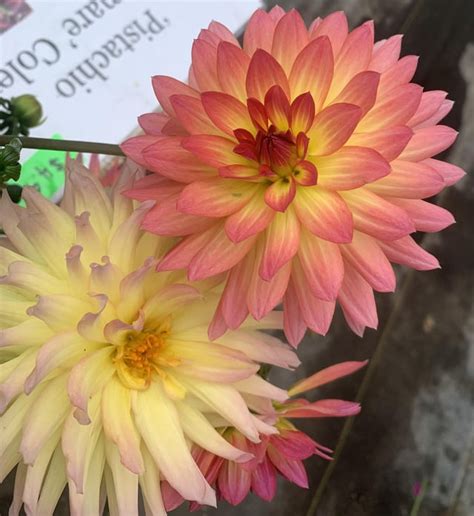 Some beautiful nursery Dahlia’s! : r/plants
