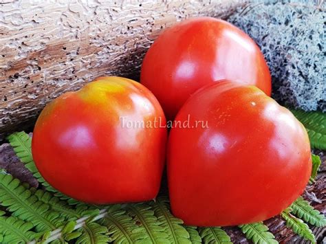 Томат Сердце Бангладеш: отзывы, фото, урожайность, описание и ...