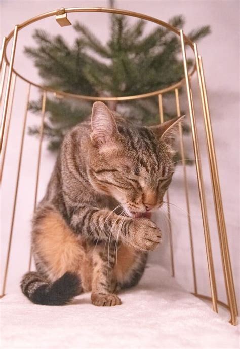 Domestic Cat Cleaning Its Paw Stock Image - Image of animal, focused ...