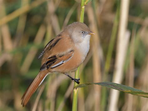 Bearded Tit (Reedling) | Female Bearded Tit (Panurus biarmic… | Flickr