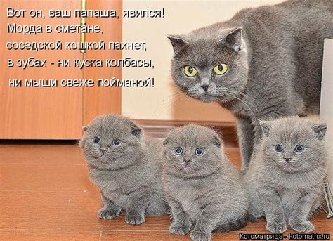 Новая котоматрица (36 фото) - 12-10-2015