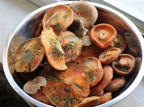 Pilze Der Echte Reizker — Rezepte Suchen
