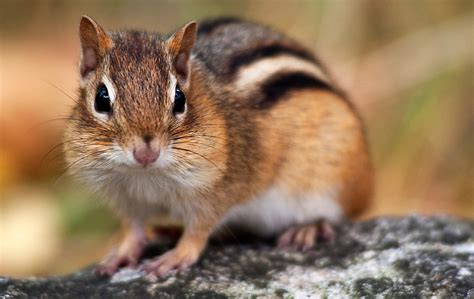 chipmunk range mitarashidanngo