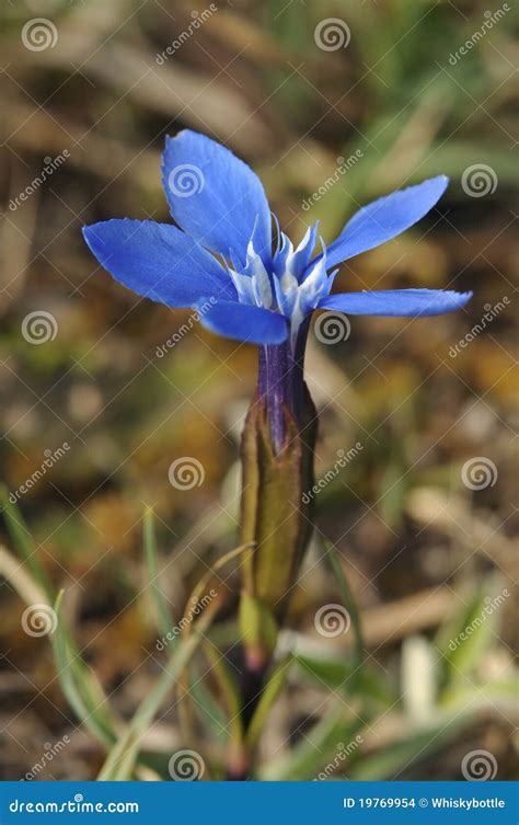 spring gentian stock photo image  gentian verna flora