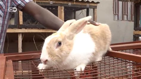 Angolan bets on rabbits in economic crisis – DW – 08/13/2021