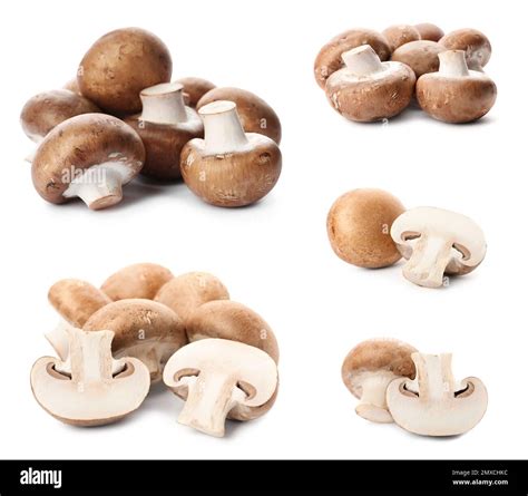 champignon texture  res stock photography  images alamy