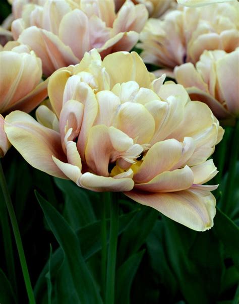 Tulipan 'La Belle Epoque' |Tulipan pełny w kształcie piwonii