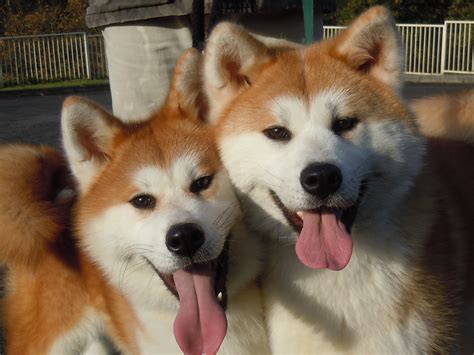 Two cute Akita Inu dogs photo and wallpaper. Beautiful Two cute Akita