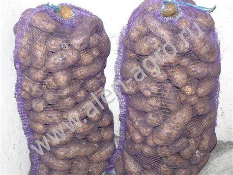 Семенной картофель, фото картофеля – хранение, продажа, фасовка