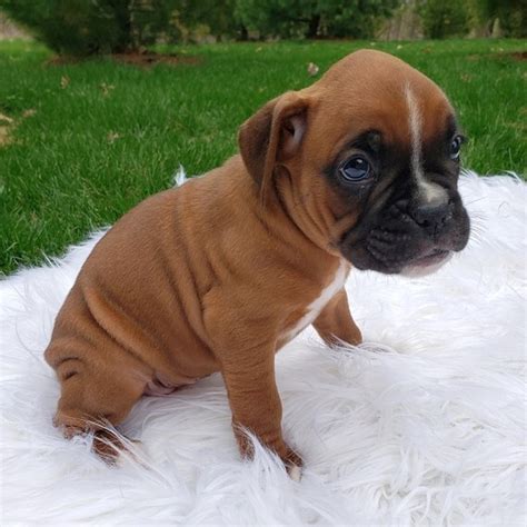 Miniature Boxers For Sale/boxer Puppy For Sale/miniature Dogs For Sale