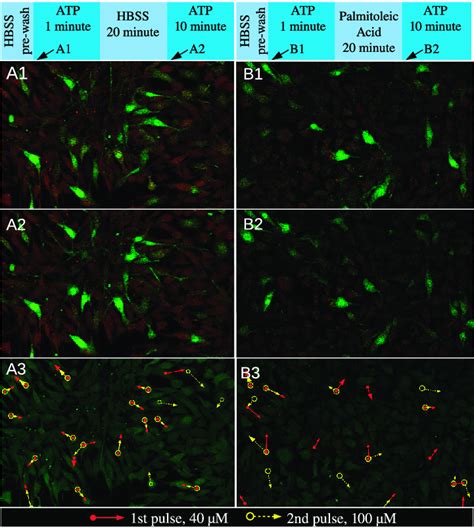 role  pacemaker cells  gap junctions   early state