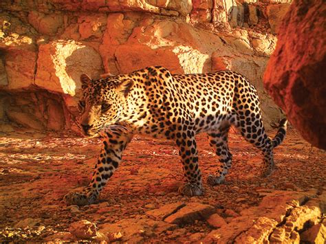 Oman, Saudi collaborate to save critically endangered Arabian leopard