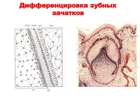 Периоды развития зуба - презентация онлайн