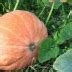 Тыква Масляный Король: особенности сорта, характеристика плодов ...