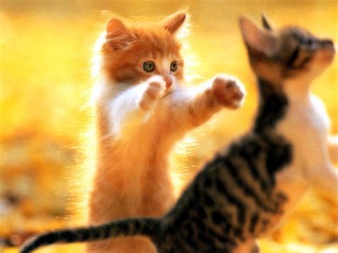 Сонник котенок рыжий, к чему снится рыжий котенок? | Рыжий кот