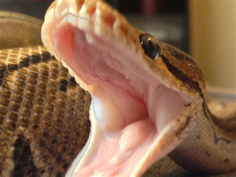 Ball python yawning | Cute reptiles, Ball python, Reptiles and amphibians