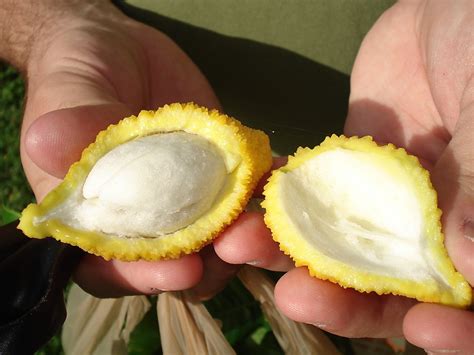pineapple hawaiian farmer cultivates taste  exotic fruits