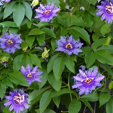 Passiflora Seeds - Purple Passion Flower | Flower Seeds in Packets