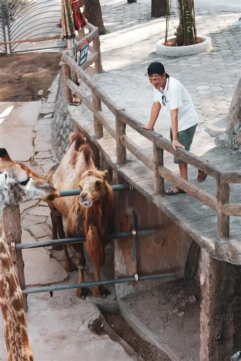What's the plural of zoo? | Grammar Giant