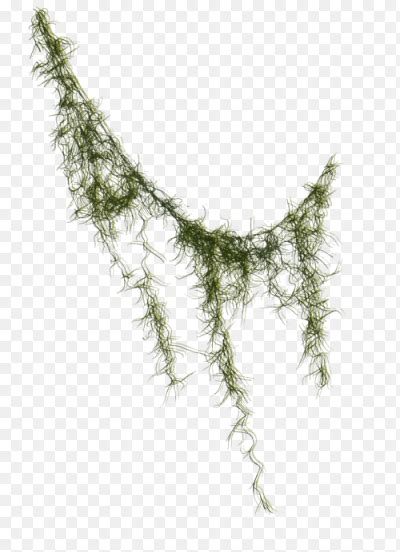 Наклейка лианы PNG - AVATAN PLUS