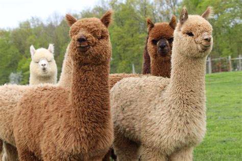 Alpacas | Alpaca Farm & Boutique Medina OH | Majestic Meadows Alpacas